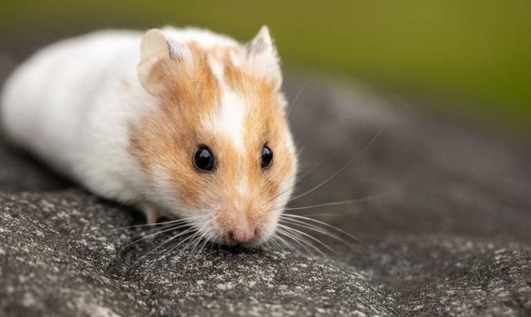 ¿Cómo tratar la enfermedad de la cola mojada en hámsteres?