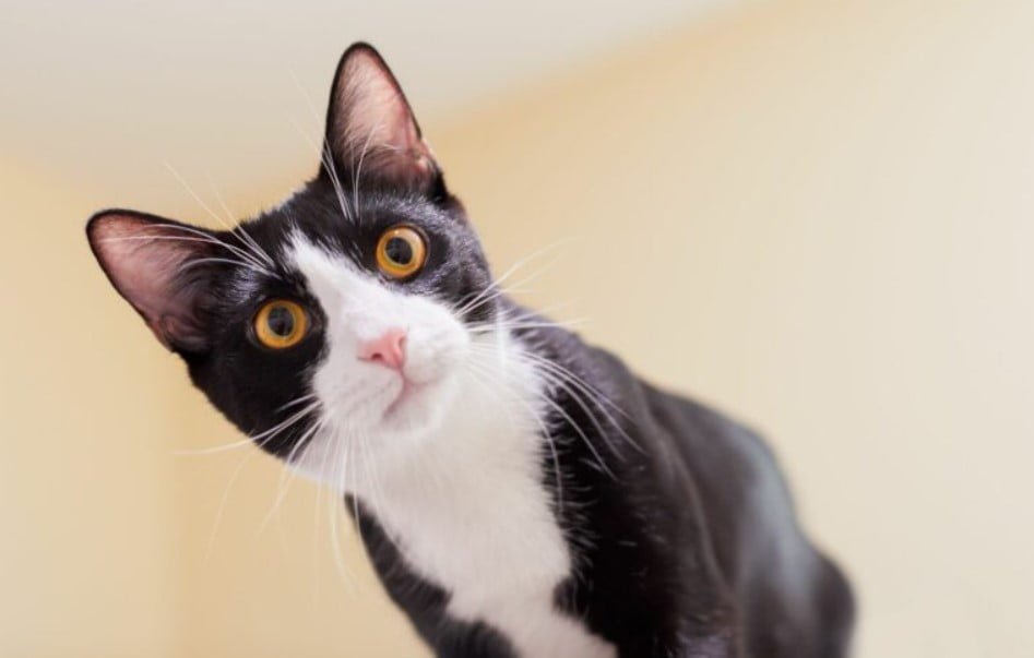 13 Curiosidades de los gatos del esmoquin