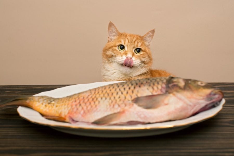 ¿Pueden los gatos comer espinas de pescado?