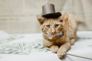 los gatos más millonarios del mundo