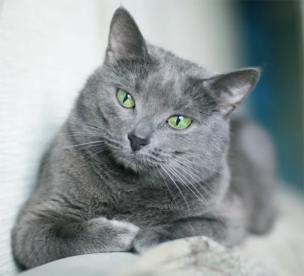 Gato Azul Ruso
