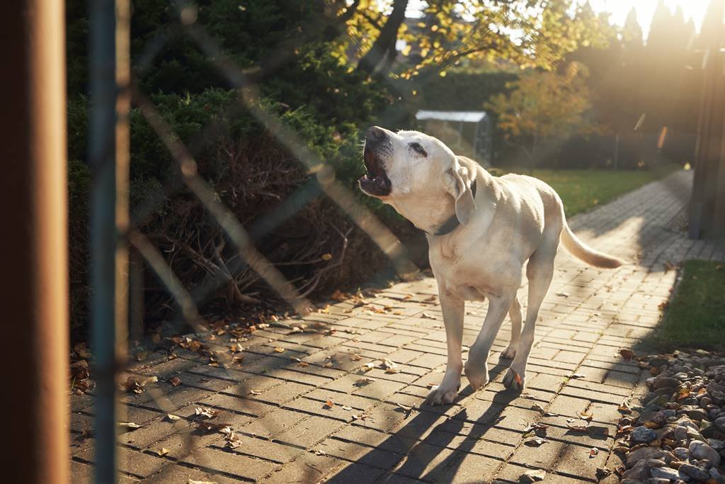 ¿Son Legales los Ahuyentadores de Perros?