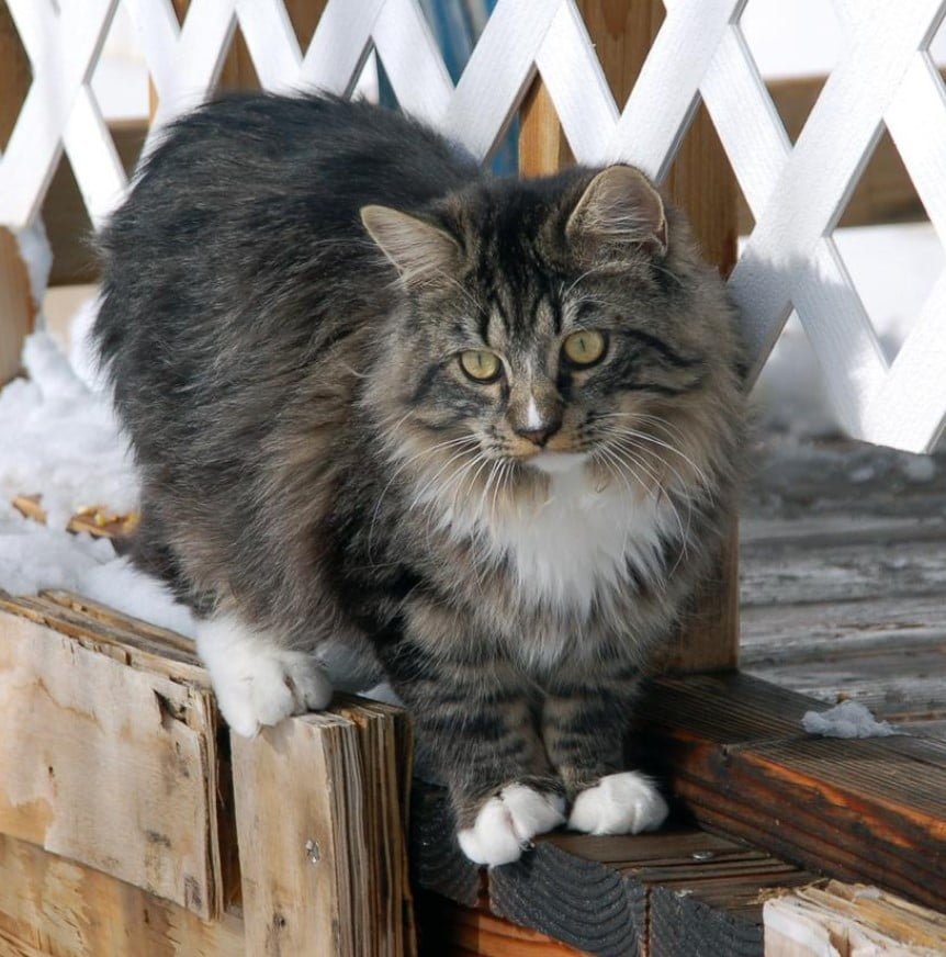 Gato Ragamuffin