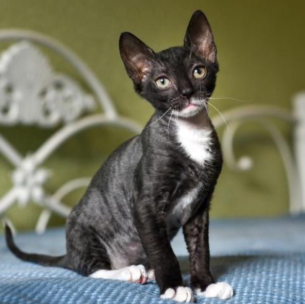 Gato Ural Rex