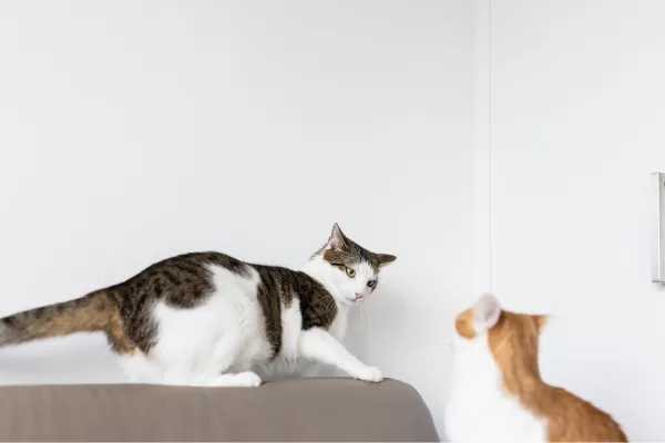 ¿Por Qué Mi Gato le Bufa a Mi Gata Esterilizada?