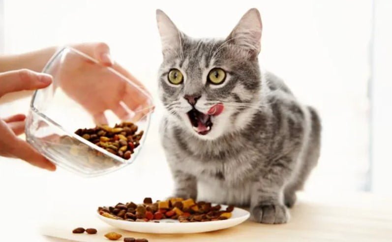 La Mejor Dieta para tu Gato según Edad, Peso y Nivel de Actividad