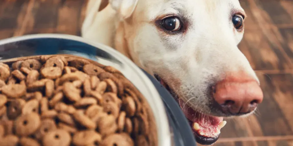 La Mejor Dieta para tu Perro Según Edad, Peso y Nivel de Actividad
