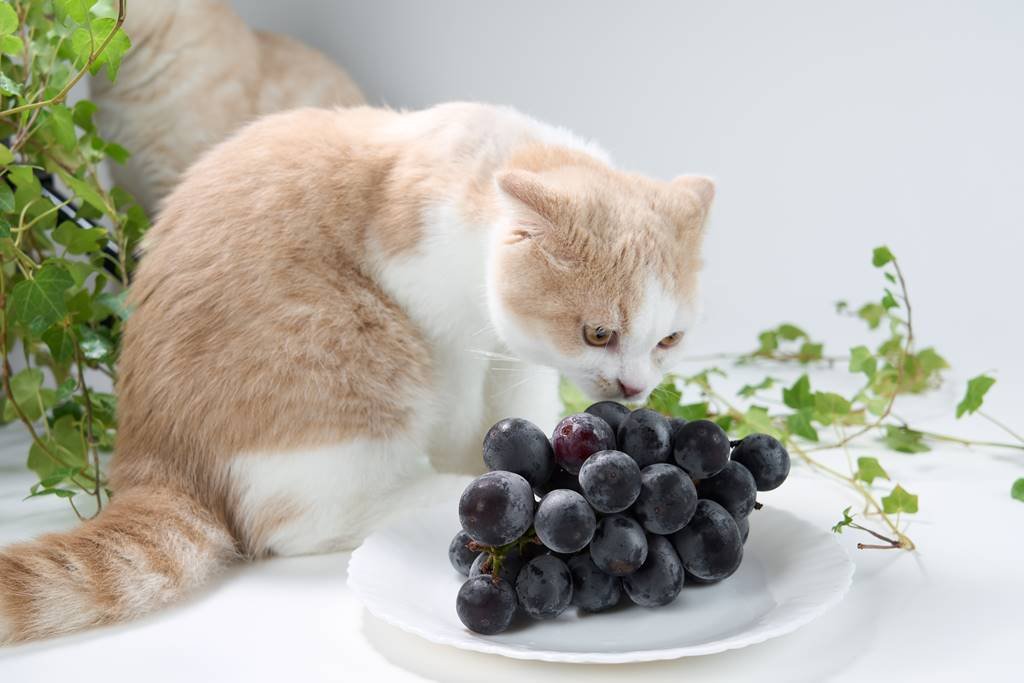 ¿Los gatos pueden comer uvas? Lo que debes saber