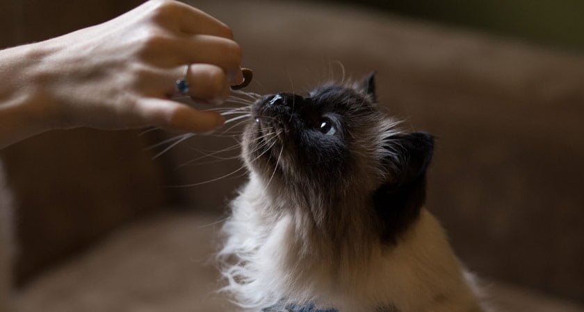 Los Mejores Premios para Gatos: Bocadillos Perfectos