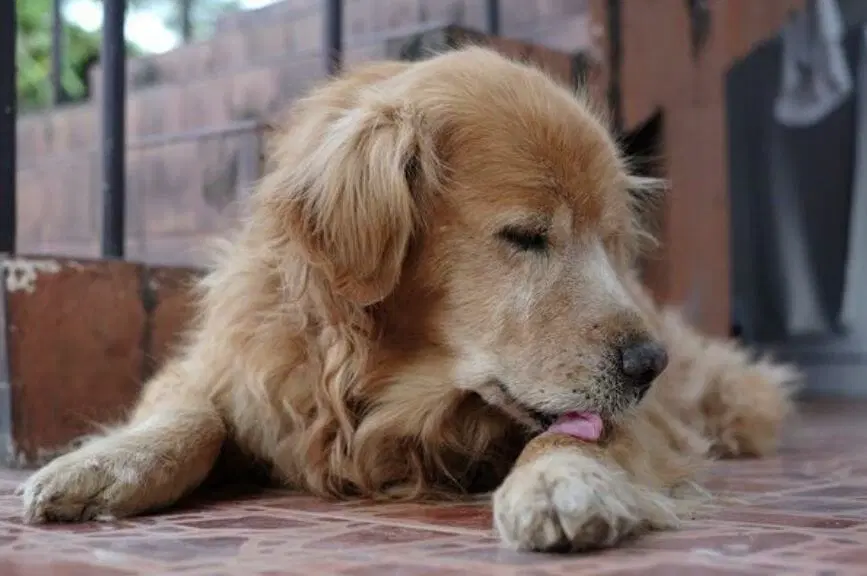 Trastorno Obsesivo-Compulsivo TOC en Perros