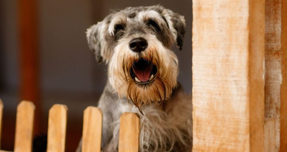 ¿Por Qué Mi Perro Ladra Cuando Oye a los Vecinos?