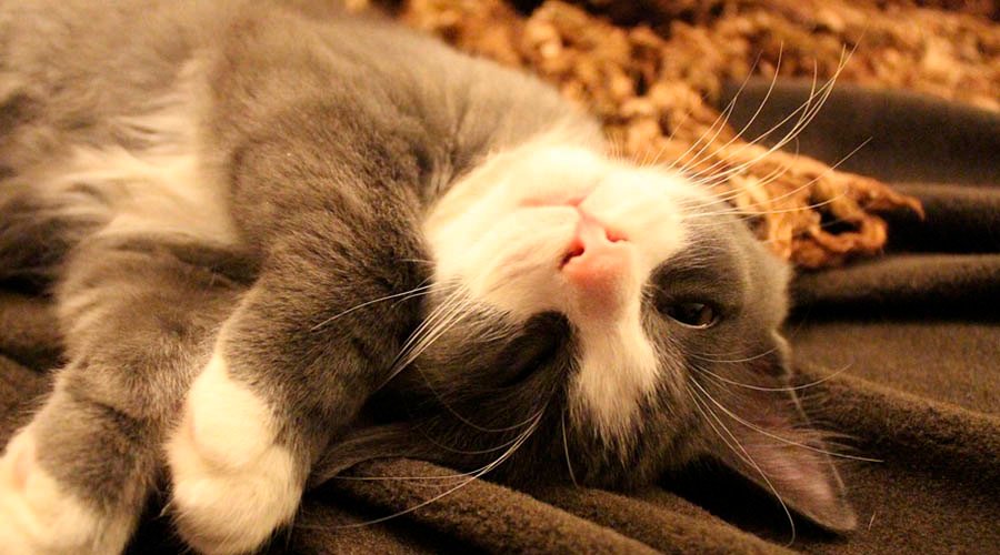 ¿Por qué los Gatos Pasan Tanto Tiempo Durmiendo?