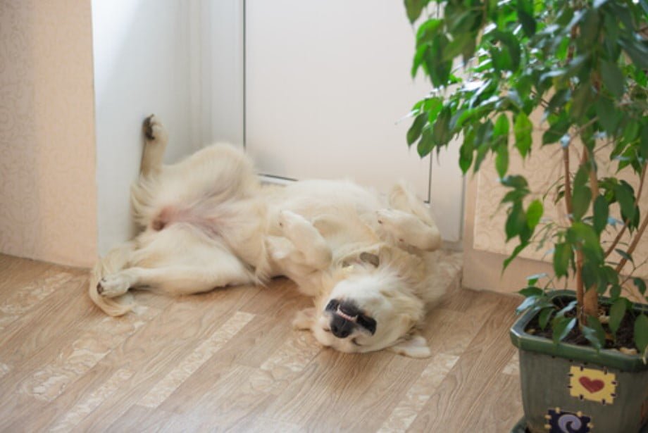 Mi perro está inquieto y no para de moverse