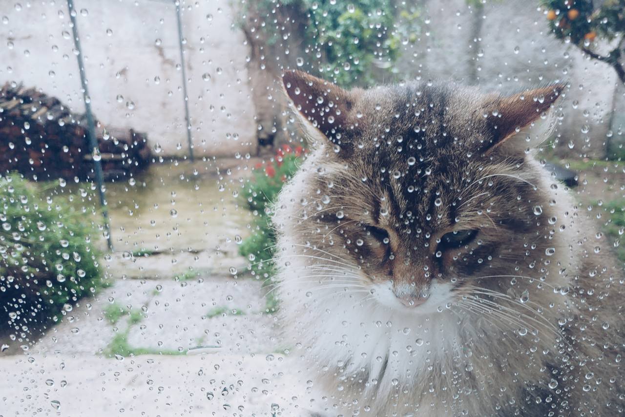 Señales de que tu gato se siente triste