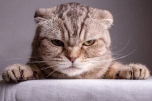 Sonidos que molestan a los gatos: Comprendiendo la sensibilidad auditiva de nuestros felinos