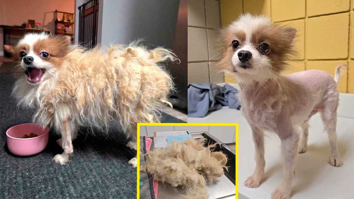 El Día Que 101 Perros Conocieron Por Primera Vez El Amor: Jamie Fue Solo El Comienzo