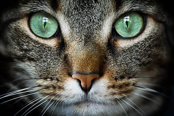 ¿De qué color sería tu mirada de gato?