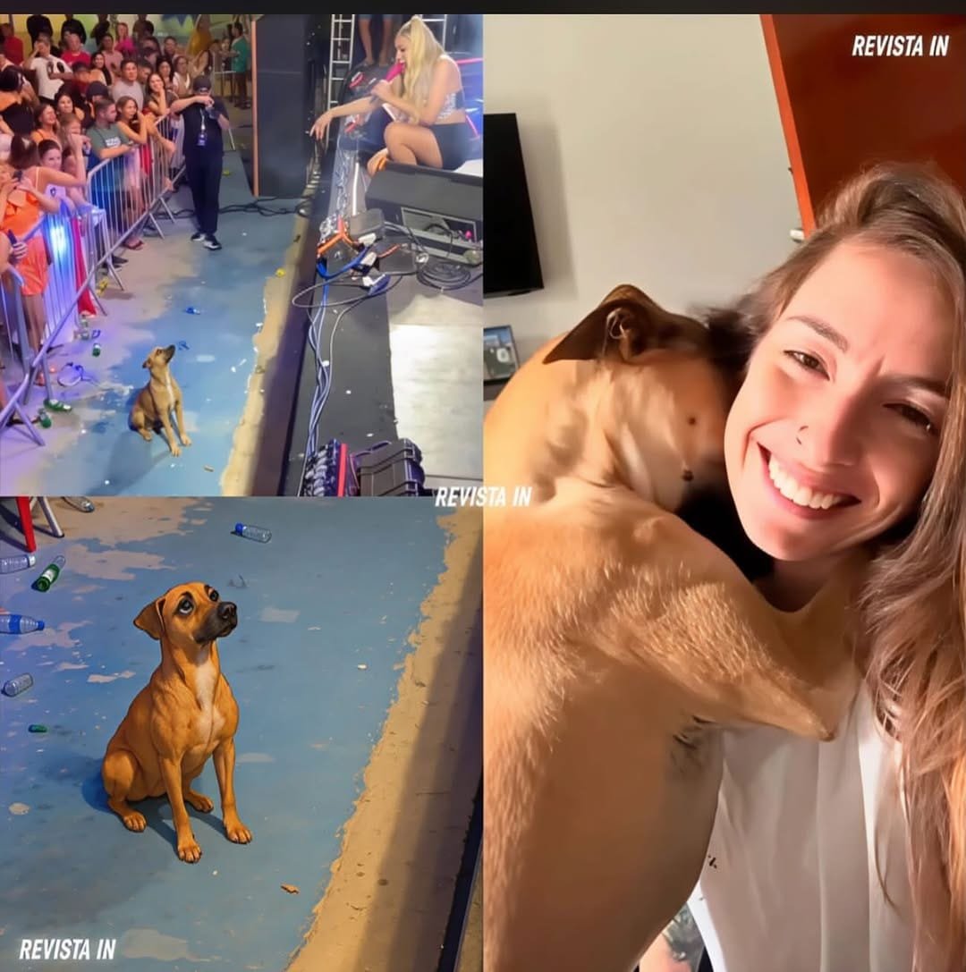 🐶💖 Cantante detiene su concierto por un perro asustado… y termina adoptándolo