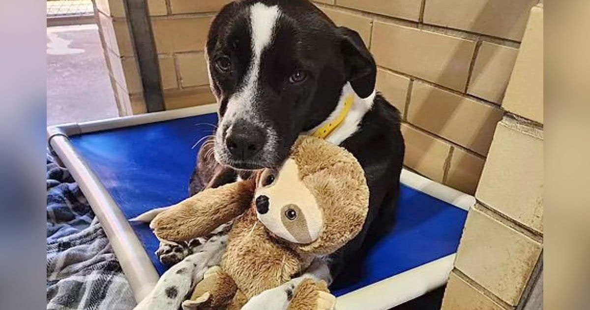 Jane y su perezoso de peluche: una historia de esperanza y segundas oportunidades