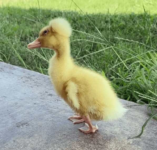 Pato con necesidades especiales encuentra a la mujer que le dio el amor que nadie más quiso darle