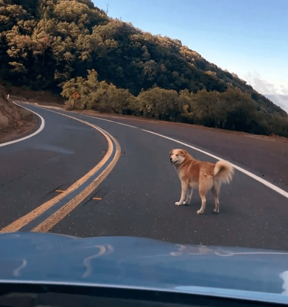 Rescatistas encuentran al perro más amistoso esperando en la cima de una montaña
