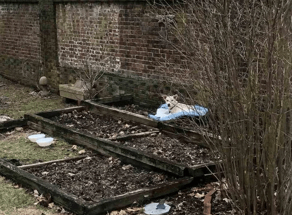 Mujer descubre a la perrita más dulce durmiendo en su jardín de flores