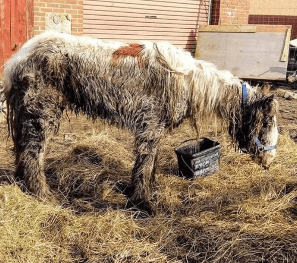 Poni que parecía muerto sorprende a todos con su increíble recuperación
