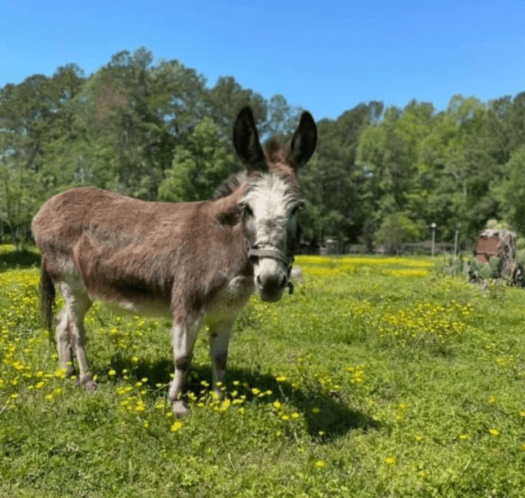 Mujer se hace amiga de una burrita y termina convirtiéndola en parte de su familia