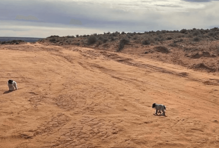 Mujer encuentra a los cachorros más adorables abandonados en un camino muy transitado