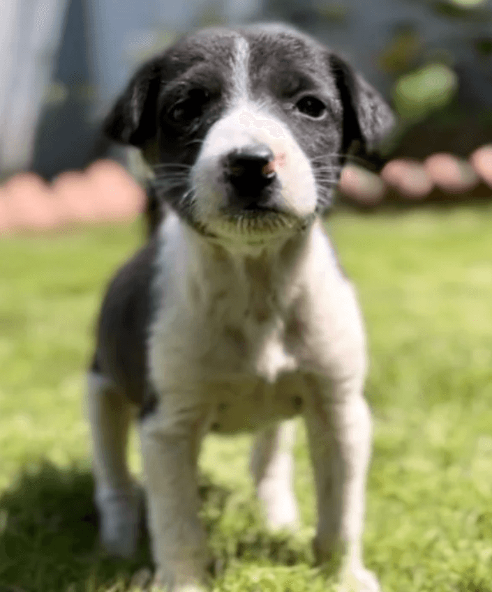 La cachorrita más pequeña es encontrada llorando en medio de la carretera