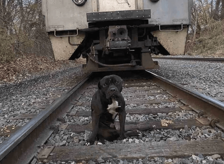 Perro paralizado es rescatado tras ser encontrado en las vías del tren