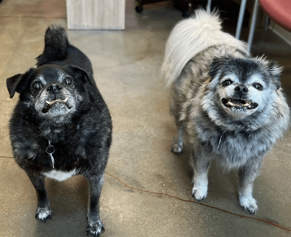 Dos perritos fueron abandonados tras 12 años de amor… pero su historia tuvo un final que derrite el corazón