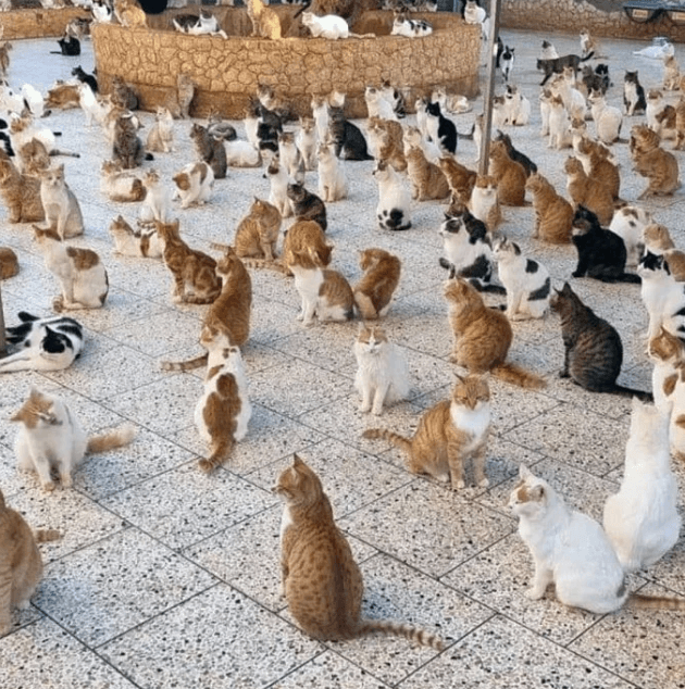 Refugio de gatos en Siria alberga a más de 1500 felinos que hoy viven felices