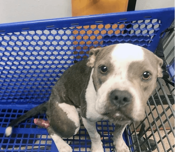 Mujer rescata a una perrita que fue abandonada dentro de un carrito de compras
