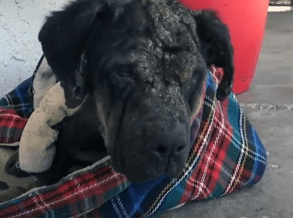 Perro callejero al que todos ahuyentaban se transforma en un hermoso y amado compañero