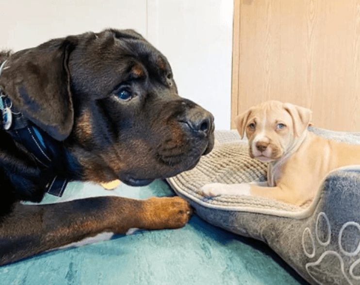 Perro ciego rescatado se convierte en un amoroso padre adoptivo de cachorros abandonados