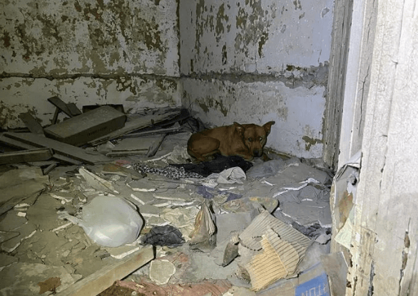 Perrita encontrada temblando entre escombros por fin está a salvo y muy feliz de haber sido rescatada