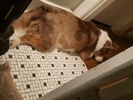 Perro se queda horas junto a su madre adoptiva embarazada cuando está enferma