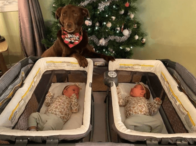Lucy, la perrita que se convirtió en la hermana mayor perfecta para las nuevas bebés de la familia