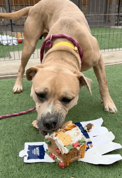 El personal de un refugio trabaja en secreto para darles a perros sin hogar la mejor sorpresa de Navidad