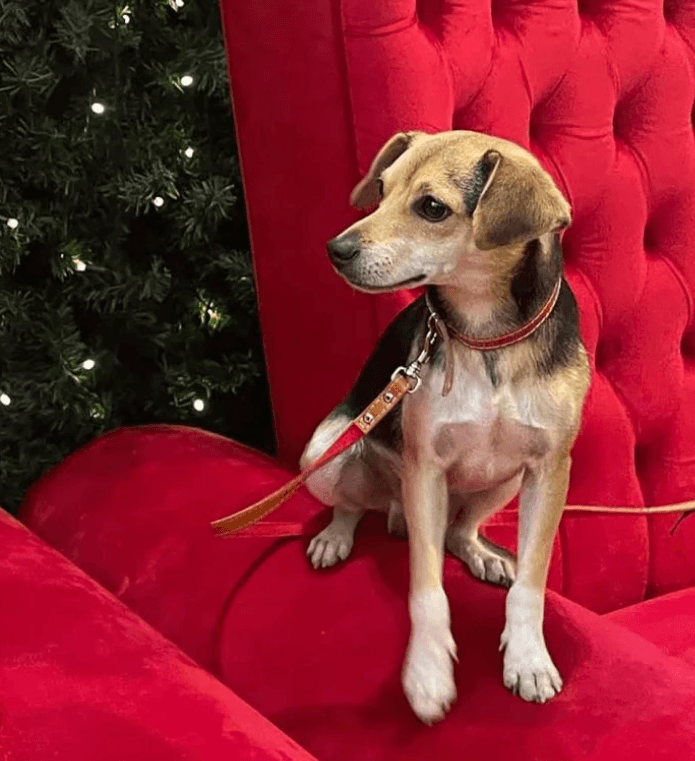Perro se escapa, viaja en autobús y se toma fotos con Papá Noel en un centro comercial
