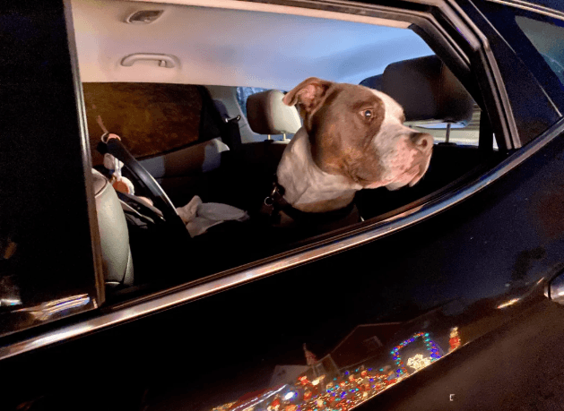 Perro recibe el regalo más tierno en su tradición anual de luces navideñas