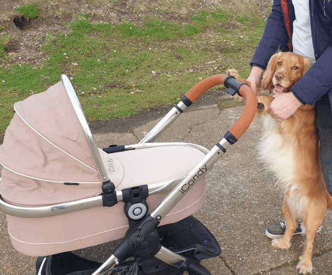 Cocker spaniel ayuda a su mejor amiga bebé a dar sus primeros pasos