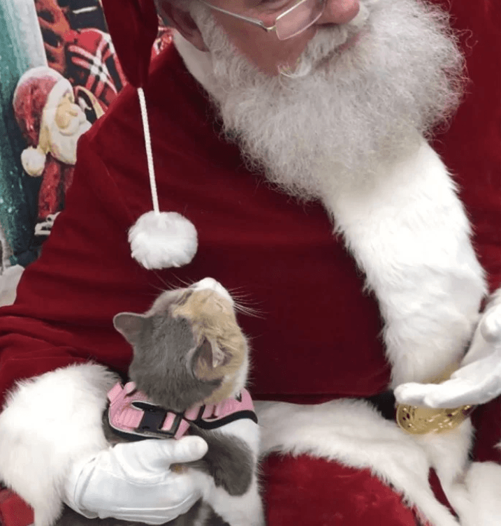 Gata gruñona conoce a Santa por primera vez y se enamora por completo