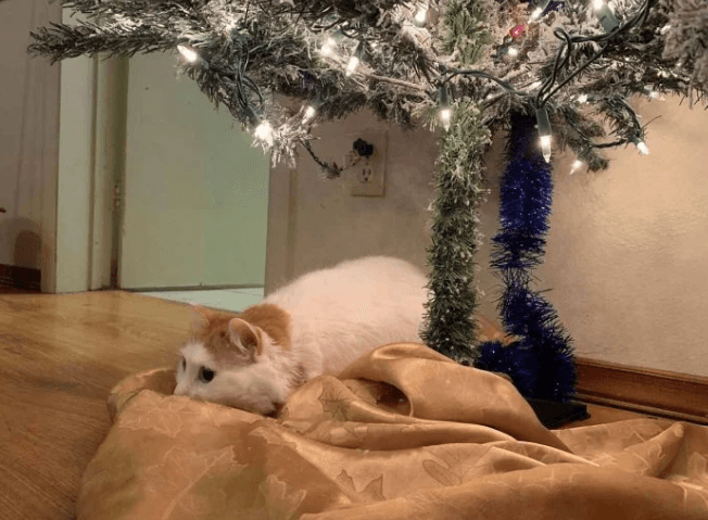 Gatita se entristece cuando el árbol de Navidad desaparece cada año