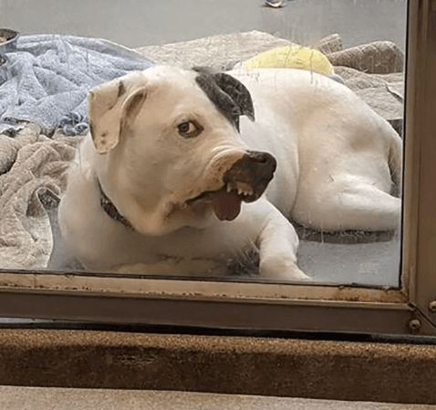 Perro de refugio con un rostro único solo sueña con encontrar amor