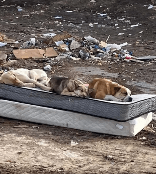 Perros rescatados de un basurero se reencuentran un año después y recrean una emotiva foto